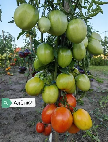 minusinskaya-alyonka-2-152598