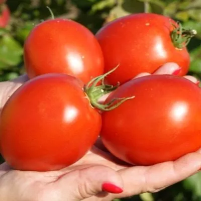 minusinskaya-alyonka-5-152598