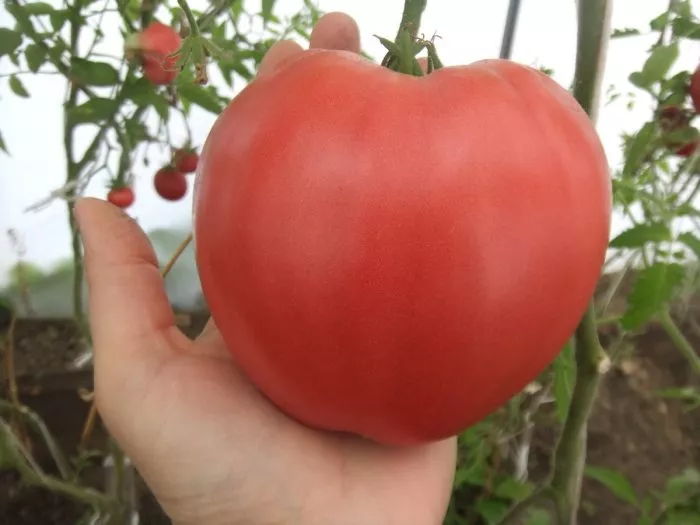 minusinskaya-grushanka-10-165923