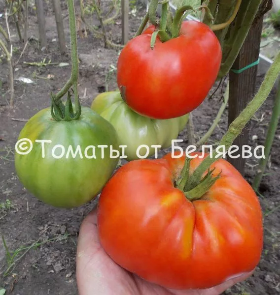 minusinskaya-grushanka-9-165923