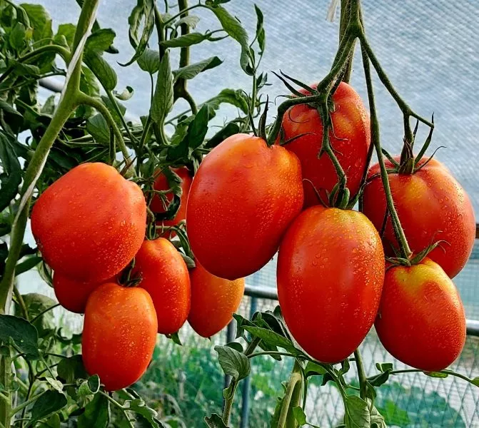 minusinskaya-grushanka-main-165923