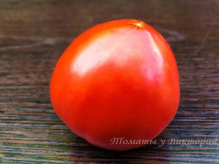 minusinskaya-ogromnaya-sliva-2-151495