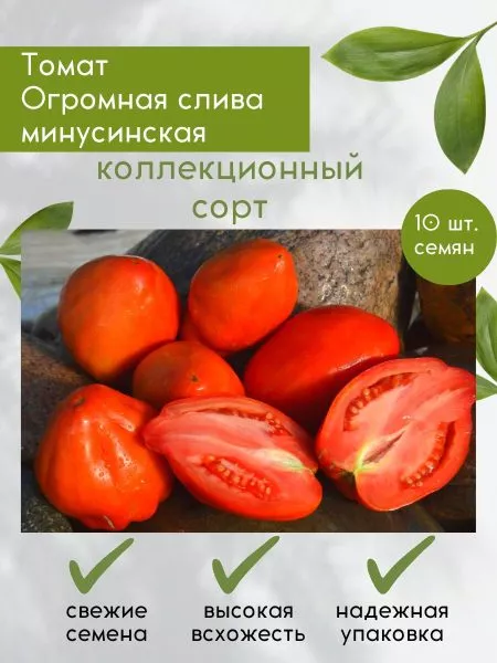 minusinskaya-ogromnaya-sliva-3-151495