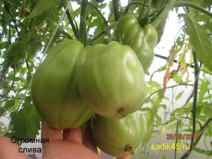 minusinskaya-ogromnaya-sliva-5-151495