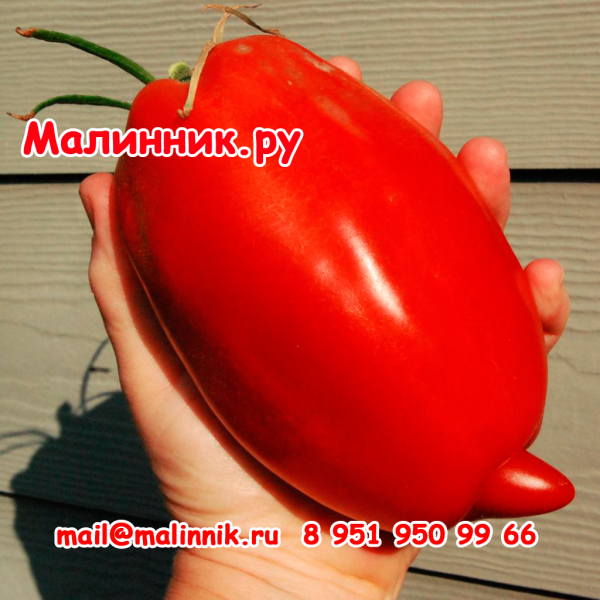 minusinskaya-ogromnaya-sliva-6-151495