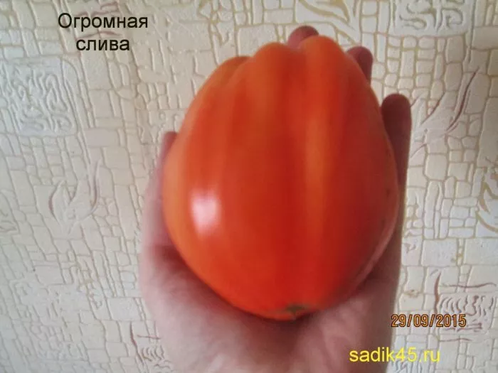 minusinskaya-ogromnaya-sliva-8-151495