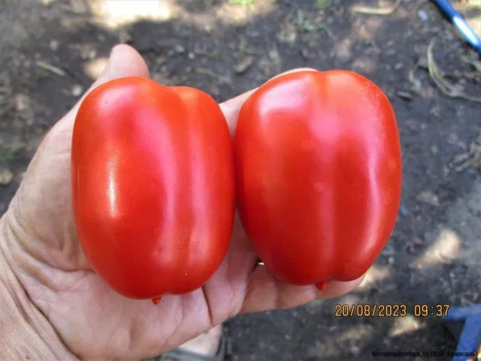 minusinskaya-ogromnaya-sliva-9-151495