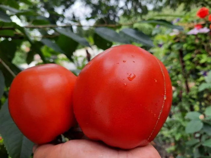 minusinskaya-ogromnaya-sliva-main-151495