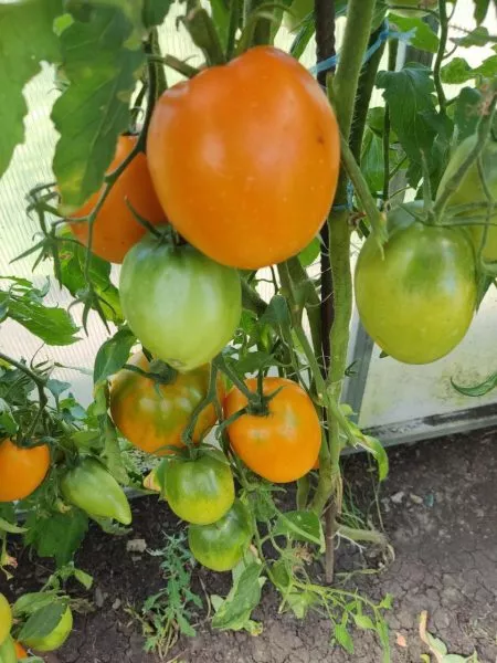 minusinskie-stakany-oranzhevye-2-165965