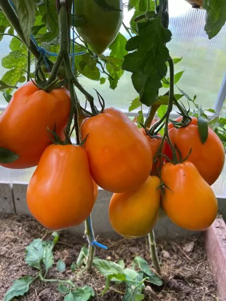 minusinskie-stakany-oranzhevye-5-165965