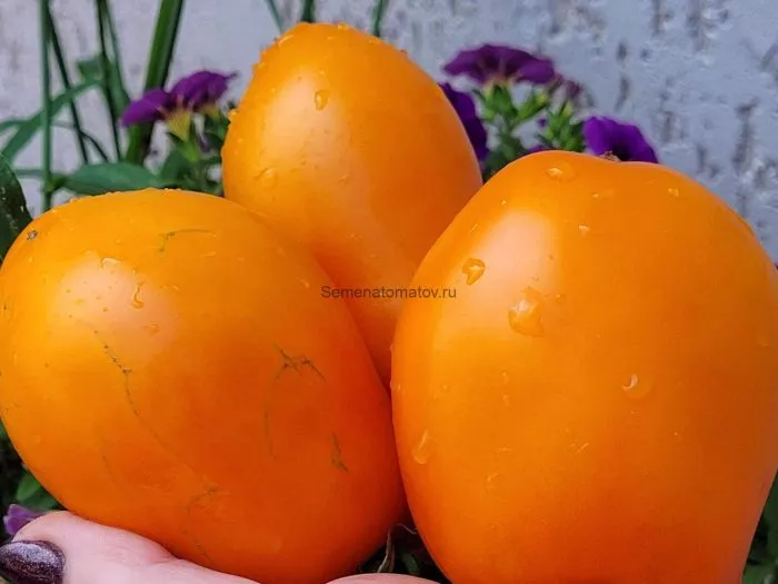 minusinskie-stakany-oranzhevye-9-165965