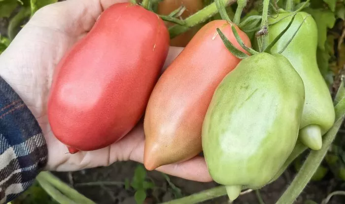 minusinskie-stakany-rozovye-6-150501