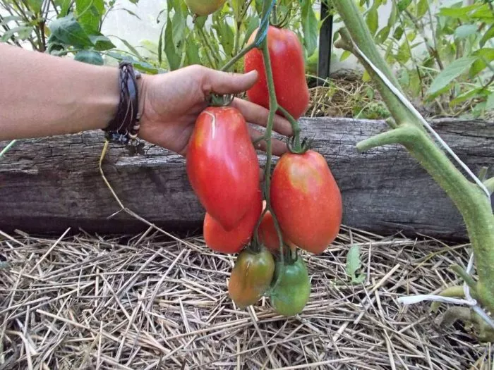 minusinskie-stakany-rozovye-9-150501