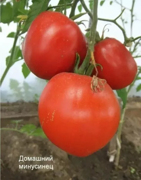 minusinskiy-domashniy-1-168410