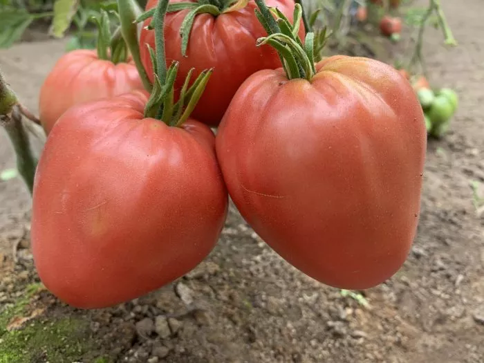 minusinskiy-domashniy-4-168410