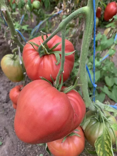 minusinskiy-domashniy-5-168410