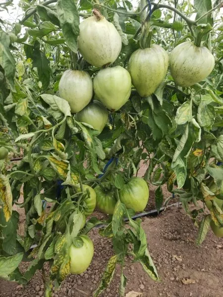 minusinskiy-domashniy-6-168410