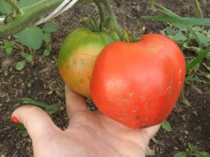 minusinskiy-domashniy-7-168410