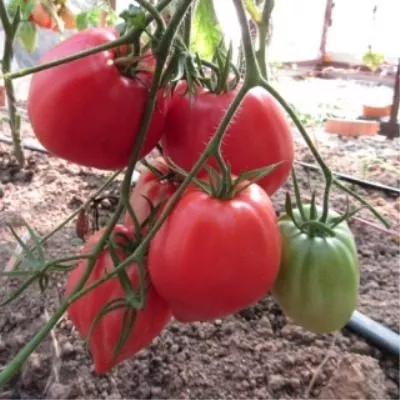 minusinskiy-domashniy-8-168410