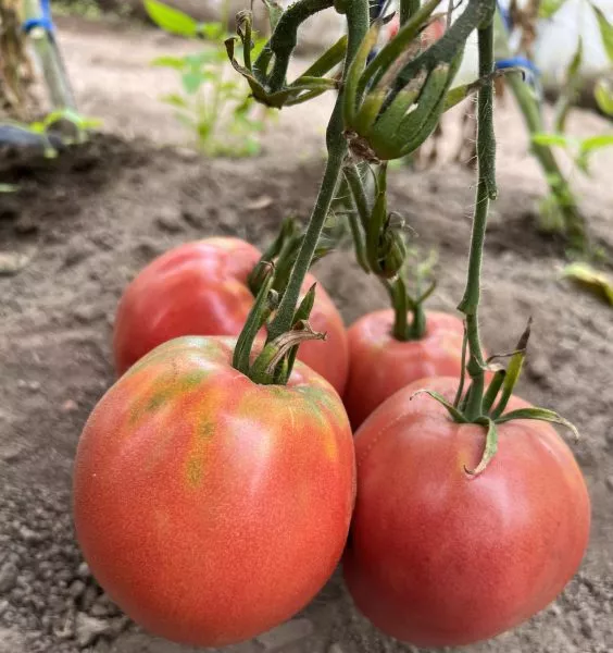 minusinskiy-domashniy-main-168410