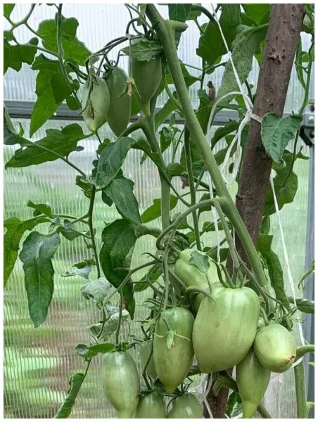 minusinskiy-kistevoy-1-143163