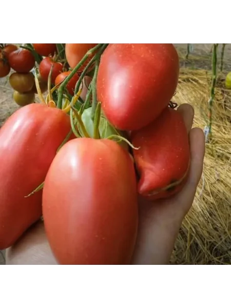 minusinskiy-kistevoy-main-143163