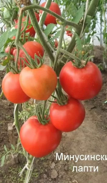 minusinskiy-lapot-1-154464