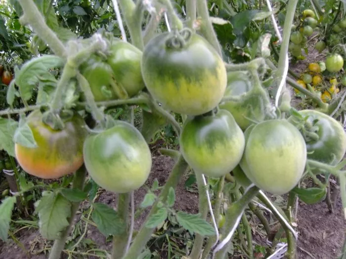 minusinskiy-lapot-3-154464