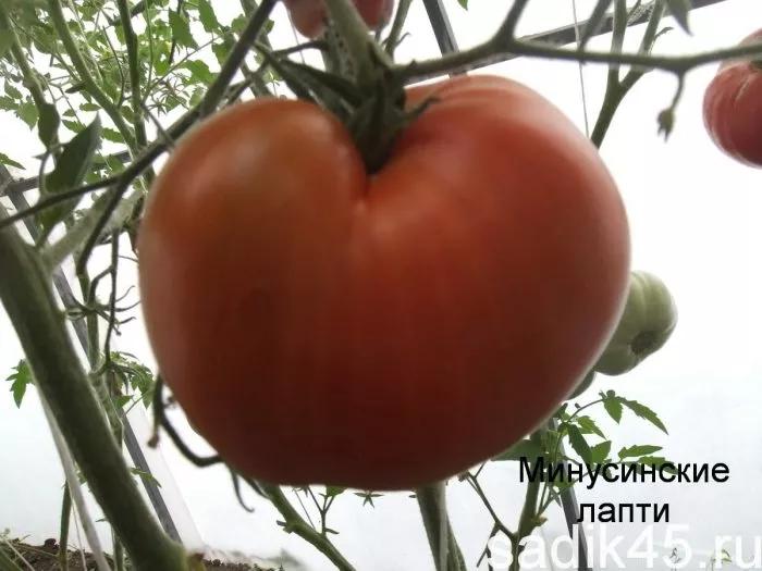 minusinskiy-lapot-4-154464