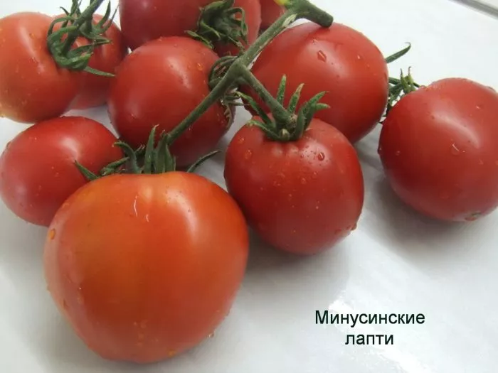 minusinskiy-lapot-5-154464