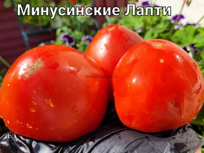 minusinskiy-lapot-6-154464