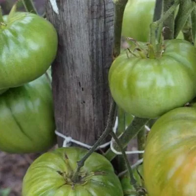 minusinskiy-lapot-7-154464