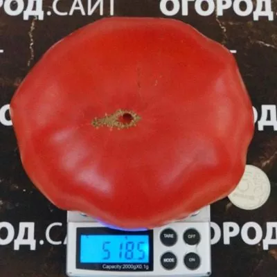 minusinskiy-lapot-8-154464