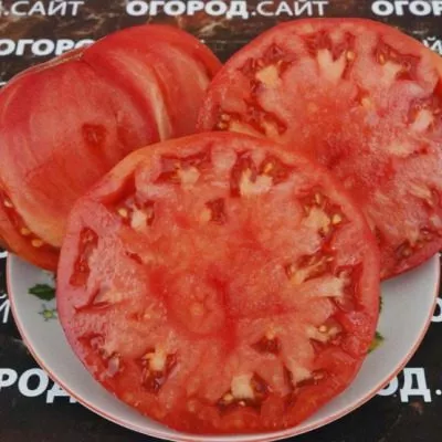 minusinskiy-lapot-9-154464