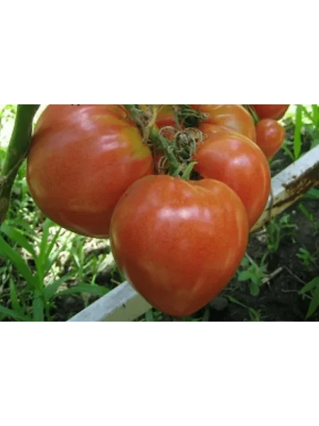 minusinskiy-ot-balueva-10-152390