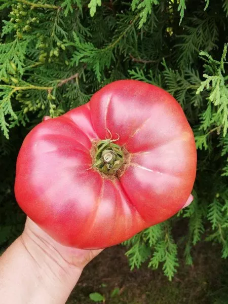 minusinskiy-ot-balueva-5-152390