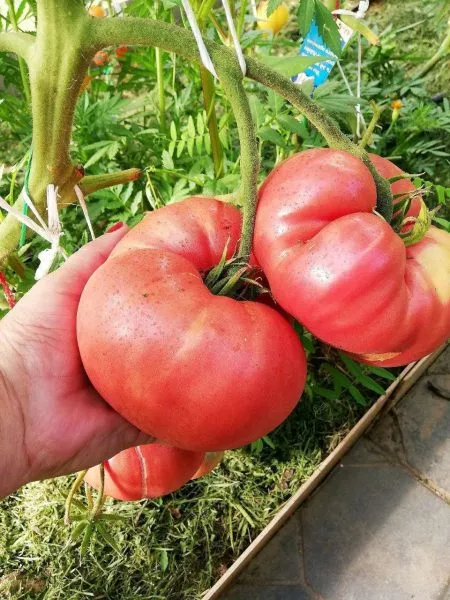 minusinskiy-ot-balueva-6-152390