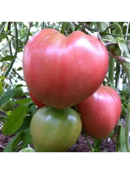 minusinskiy-ot-balueva-7-152390