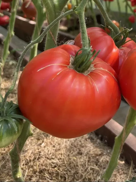 minusinskiy-ot-balueva-8-152390