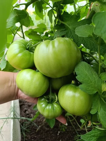 minusinskiy-uluchshennyy-otbor-1-158168