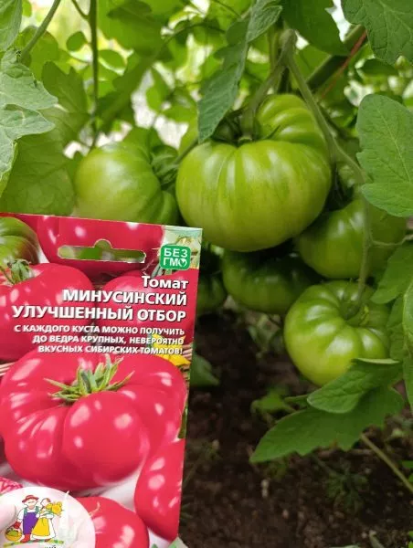 minusinskiy-uluchshennyy-otbor-2-158168