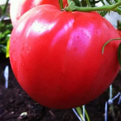 minusinskiy-uluchshennyy-otbor-5-158168