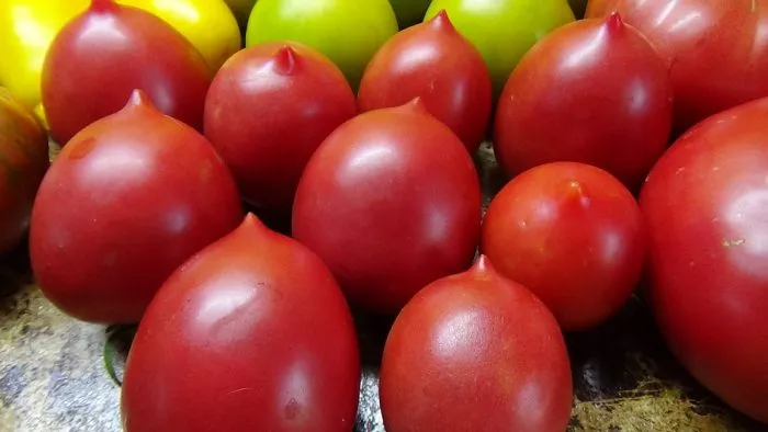 minusinskiy-zasolochnyy-1-139624