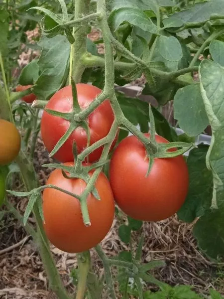 minusinskiy-zasolochnyy-main-139624