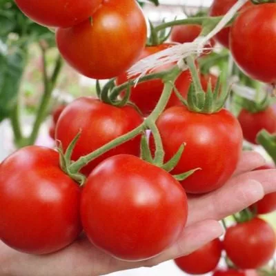 mirandalina-3-166853