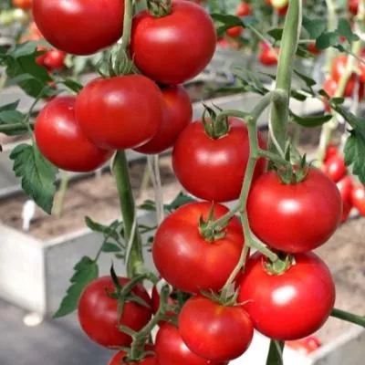 mirandalina-4-166853