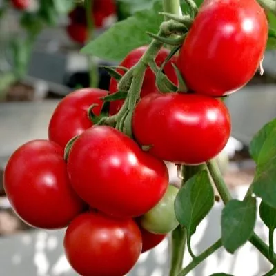 mirandalina-5-166853