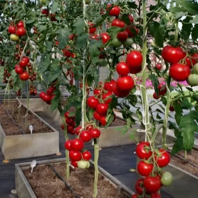 mirandalina-6-166853