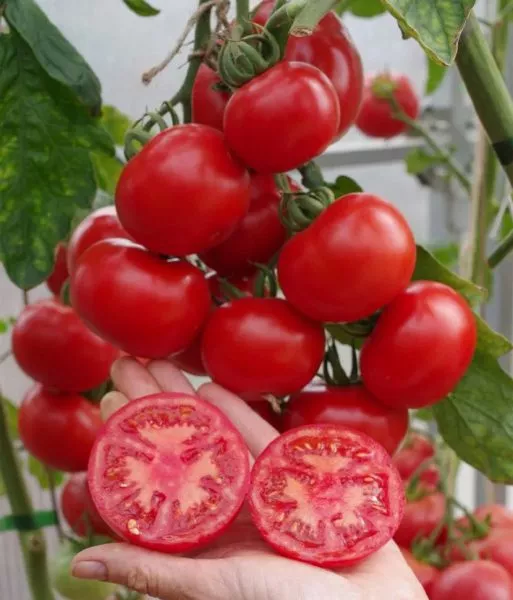 mirandalina-main-166853