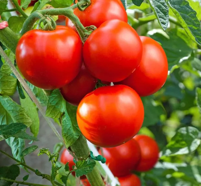 miss-mira-main-150518